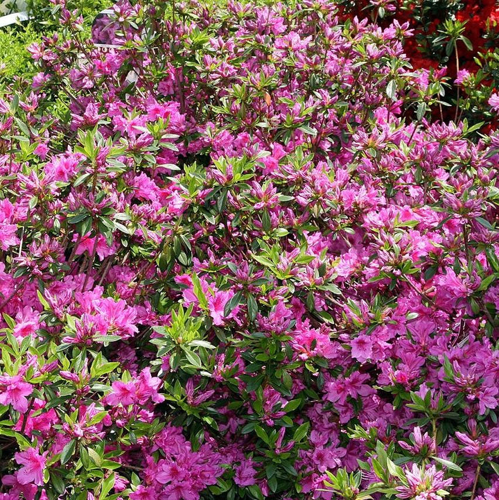 Karen Azalea with lavender purple flowers and dark green foliage