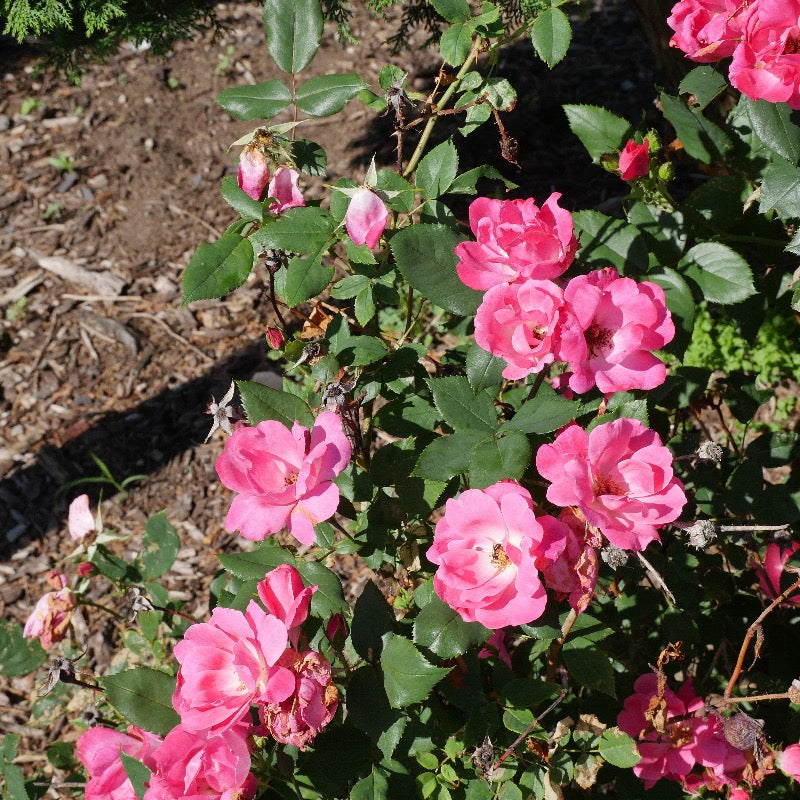 Rosa ‘Radcon’ PP#15,070 ~ Pink Knock Out® Rose
