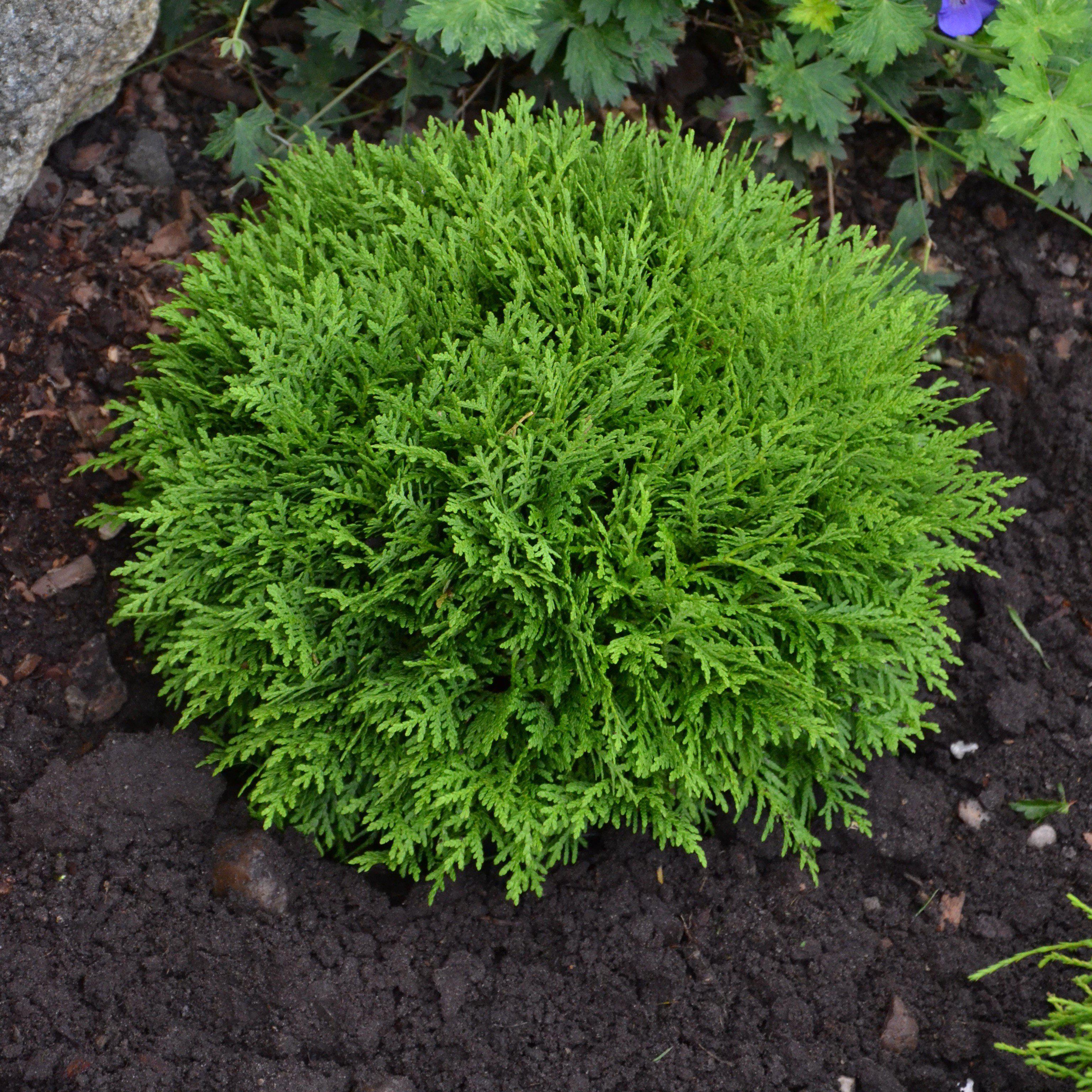 Thuja occidentalis 'Danica' ~ Globe Arborvitae – GoBuyPlants