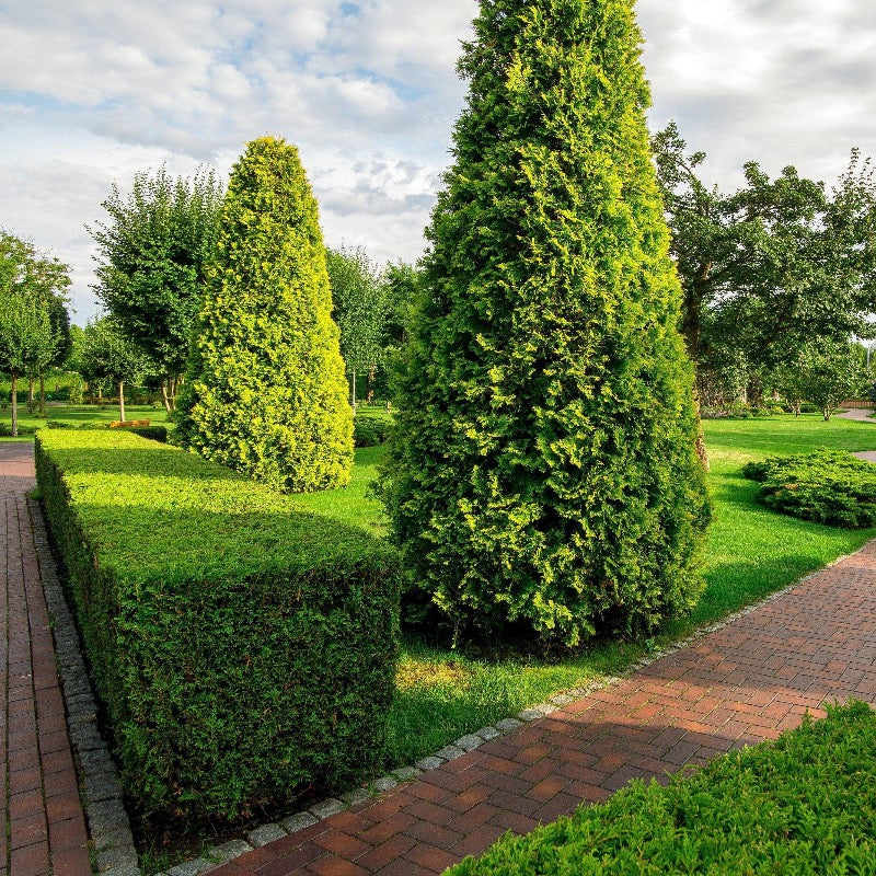 Buxus sempervirens 'Highlander' ~ Highlander Boxwood