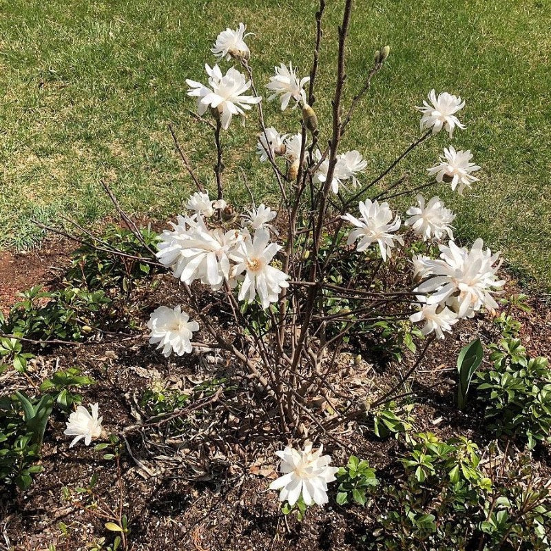 Magnolia stellata 'Centennial' ~ Centennial Star Magnolia