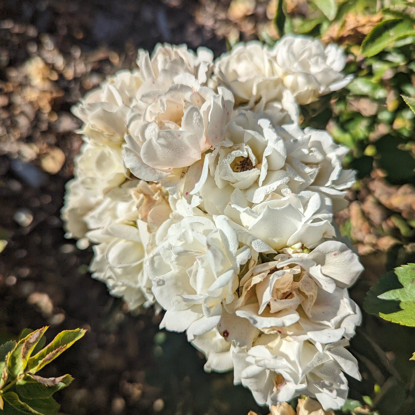 Rosa 'Novarospop' PP24,773 Popcorn Drift® Rose GoBuyPlants