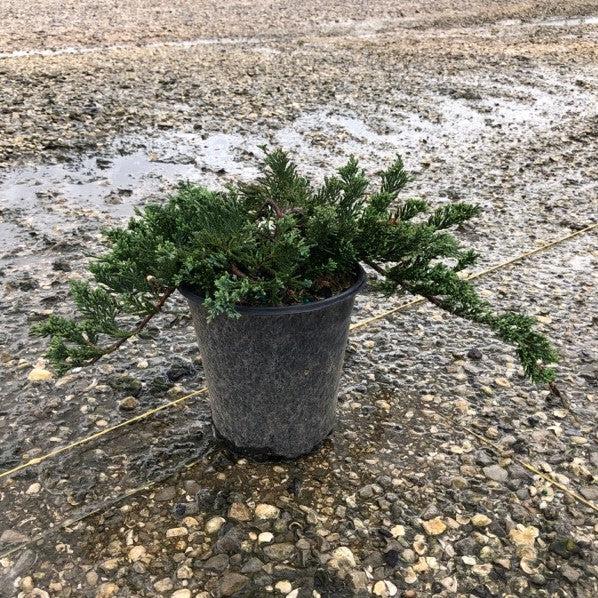 Blue Rug Juniper Tree Juniperus horizontalis 'Wiltonii' ~ Blue Rug Juniper – GoBuyPlants