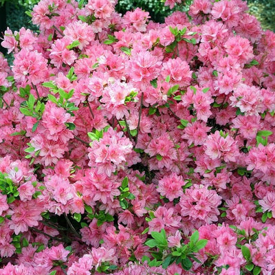 Tradition Azalea