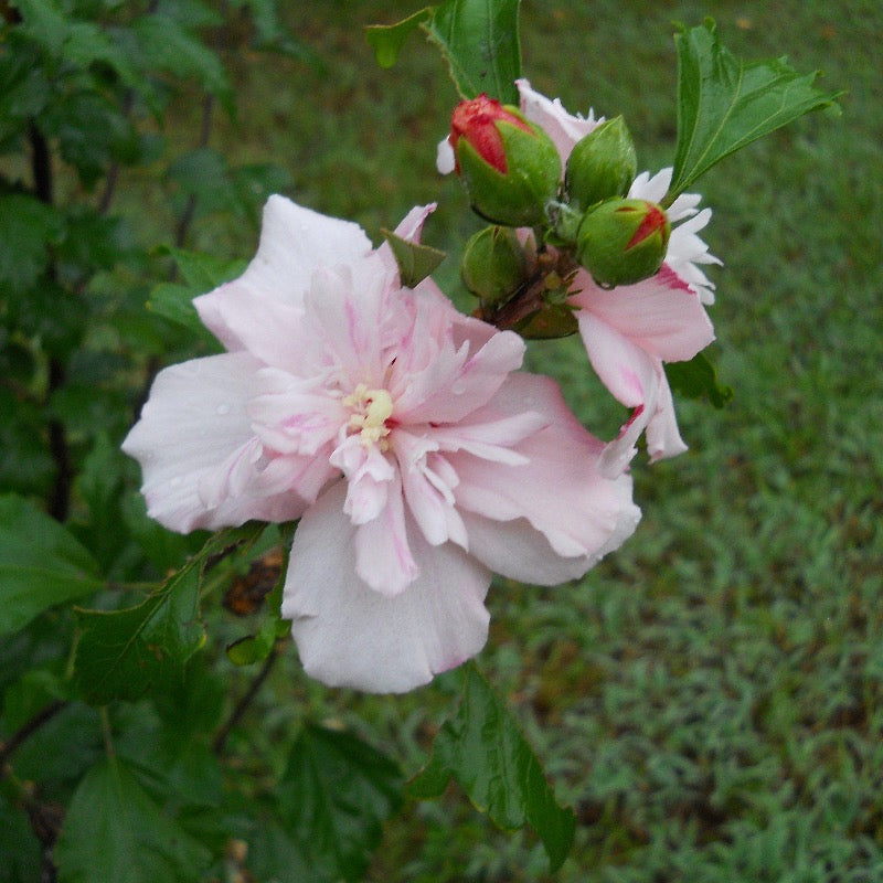Hibiscus syriacus 'DS02SS' ~ Strawberry Smoothie™ Rose of Sharon