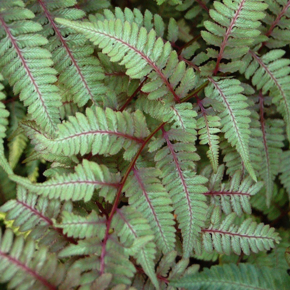 Japanese Painted Fern with silver grey green and burgundy fronds