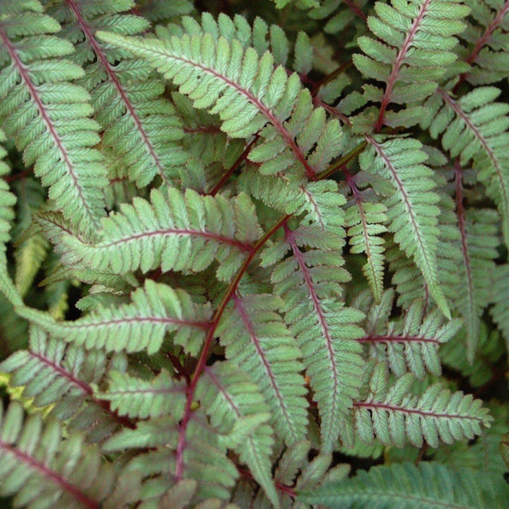 Japanese Painted Fern A from GoBuyPlants, lush green and purple deciduous fern shrub in a 1-gallon container.