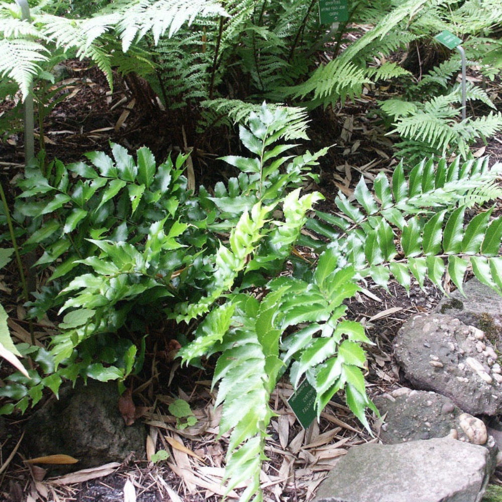 Japanese Holly Fern with glossy dark green holly like fronds