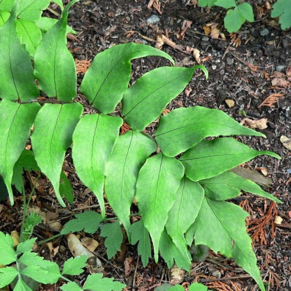 Japanese Holly Fern with glossy dark green holly like fronds
