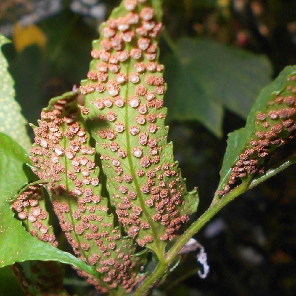 Japanese Holly Fern with glossy dark green holly like fronds