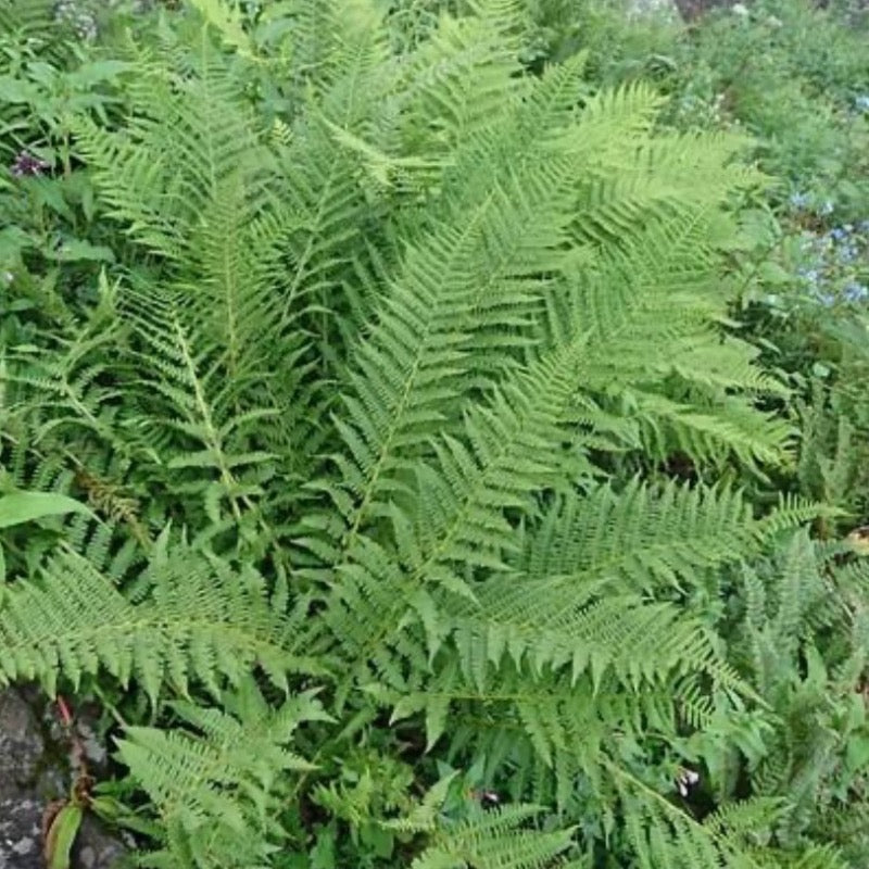 Southern Shield Fern with tall glossy dark green fronds