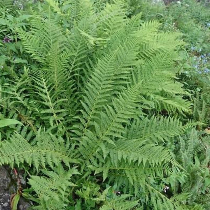 Southern Shield Fern with tall glossy dark green fronds