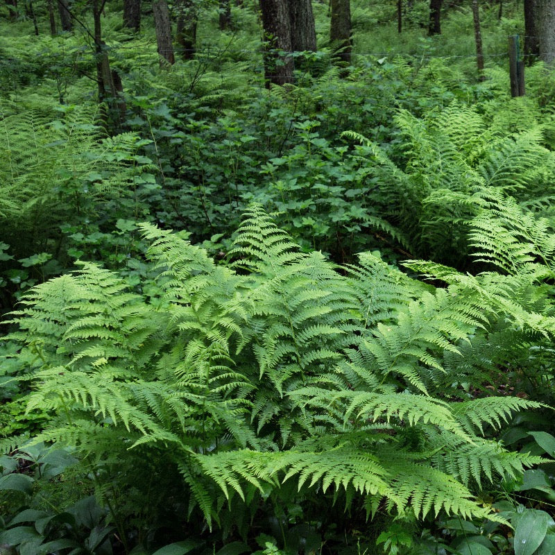 Southern Shield Fern with tall glossy dark green fronds