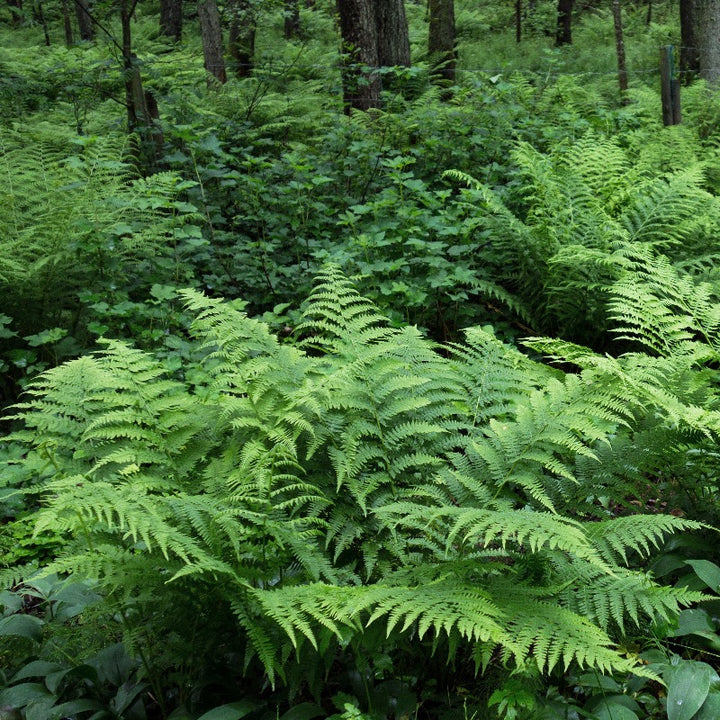 Southern Shield Fern with tall glossy dark green fronds