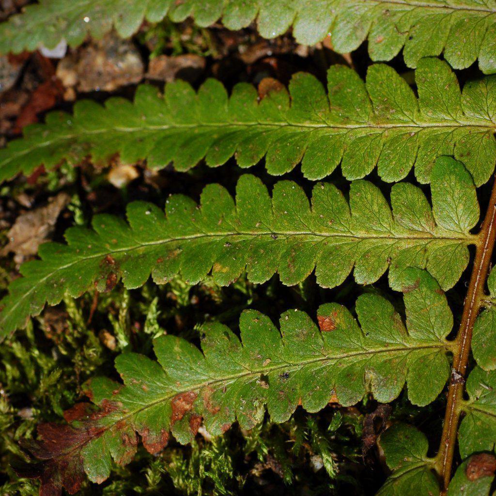 Southern Shield Fern with tall glossy dark green fronds