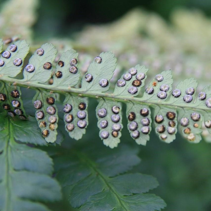 Southern Shield Fern with tall glossy dark green fronds