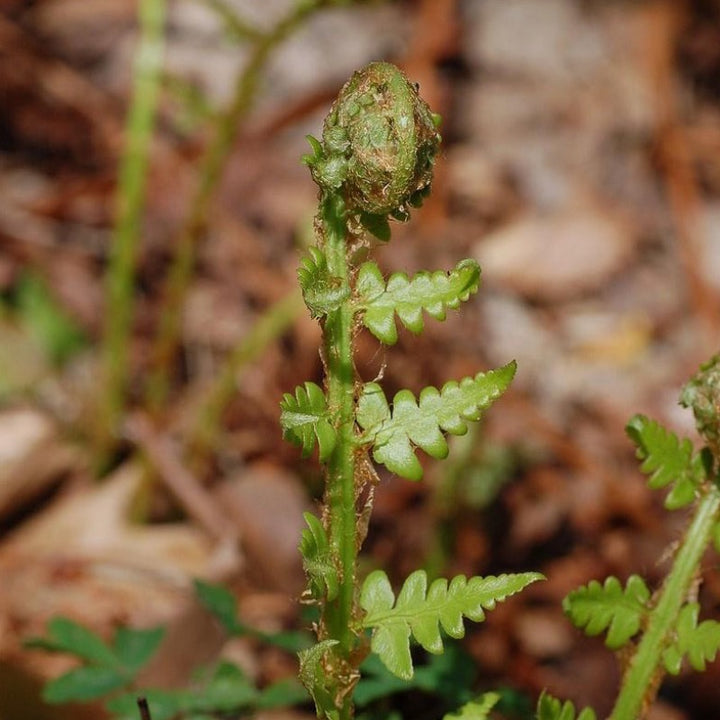 Southern Shield Fern with tall glossy dark green fronds