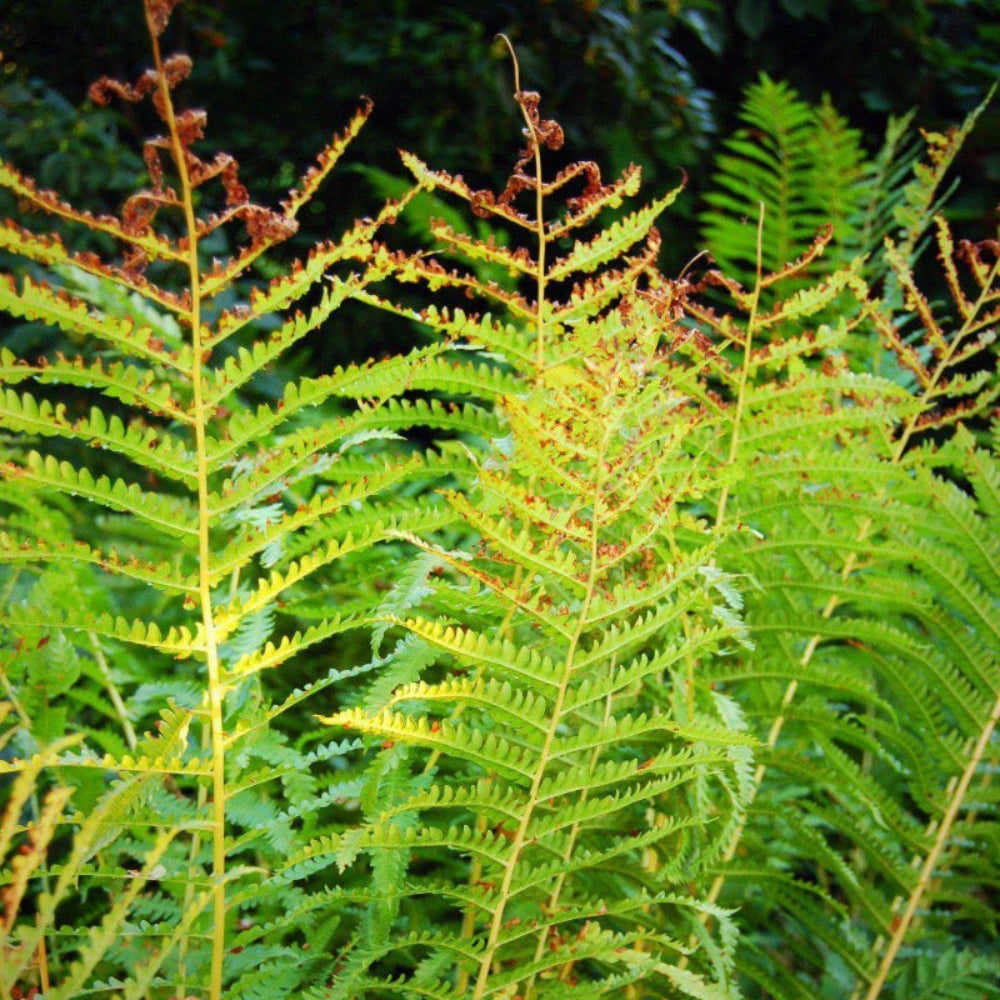 Cinnamon Fern with upright brown fertile fronds and green foliage