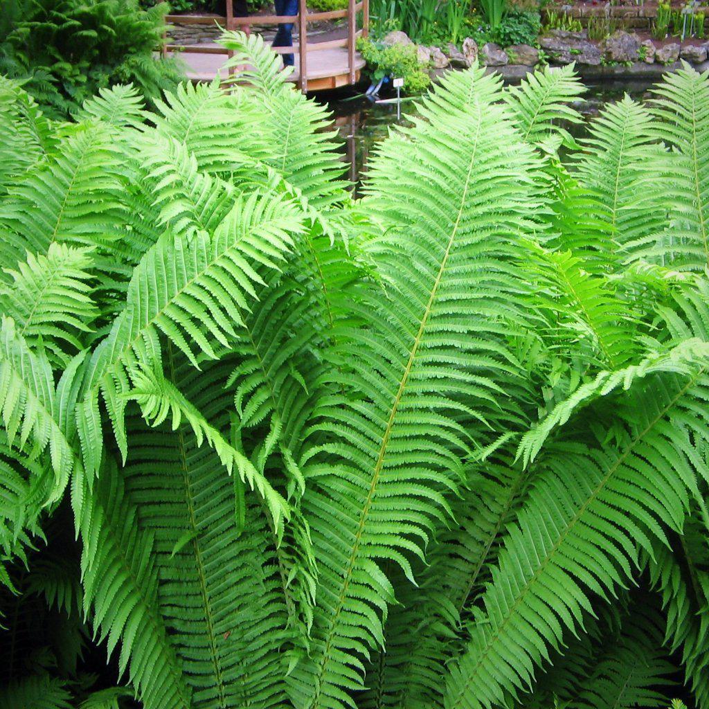 Ostrich Fern with tall light green plume like fronds