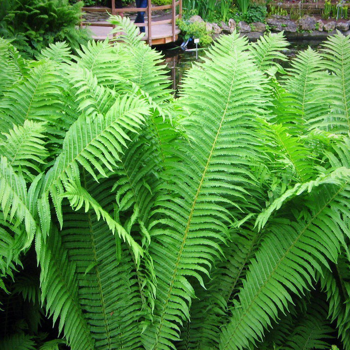 GoBuyPlants® Fern Ostrich bush, lush green foliage, 1-gallon size, ideal for landscaping or garden decoration.