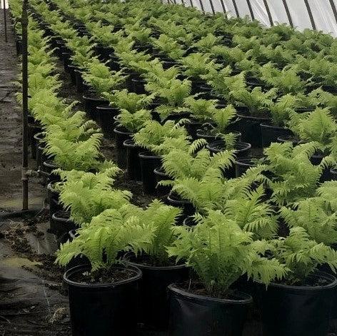 GoBuyPlants® Fern Ostrich bush, lush green foliage, 1-gallon size, ideal for landscaping and garden decoration.