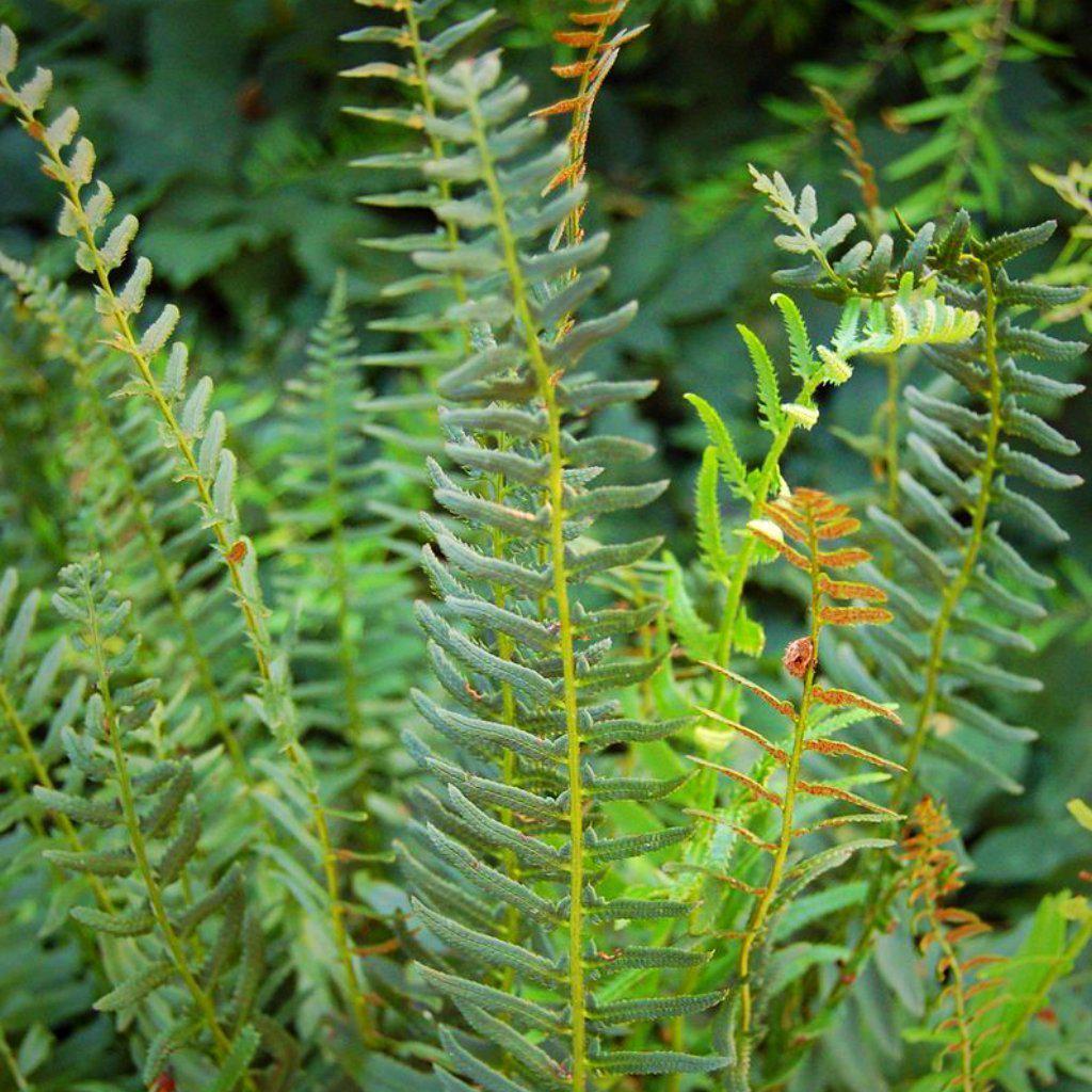 Christmas Fern with arching evergreen dark green fronds