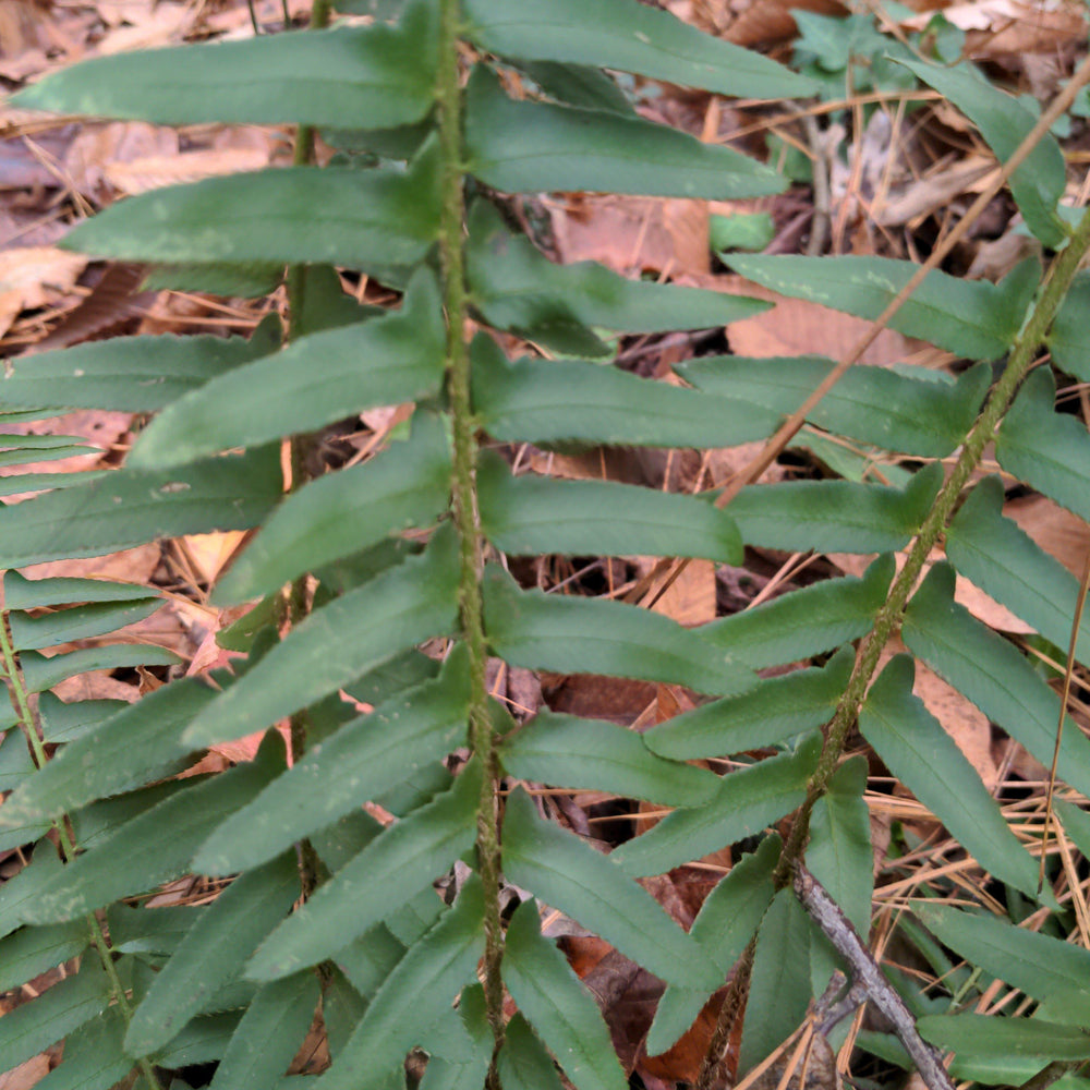 Christmas Fern with arching evergreen dark green fronds