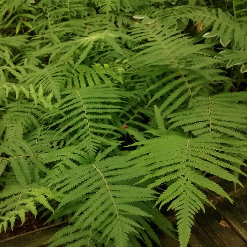Southern Wood Fern with tall arching green fronds