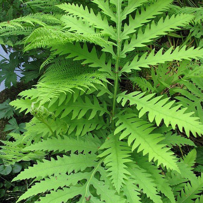 Royal Fern with broad green fronds and tassel like fertile clusters