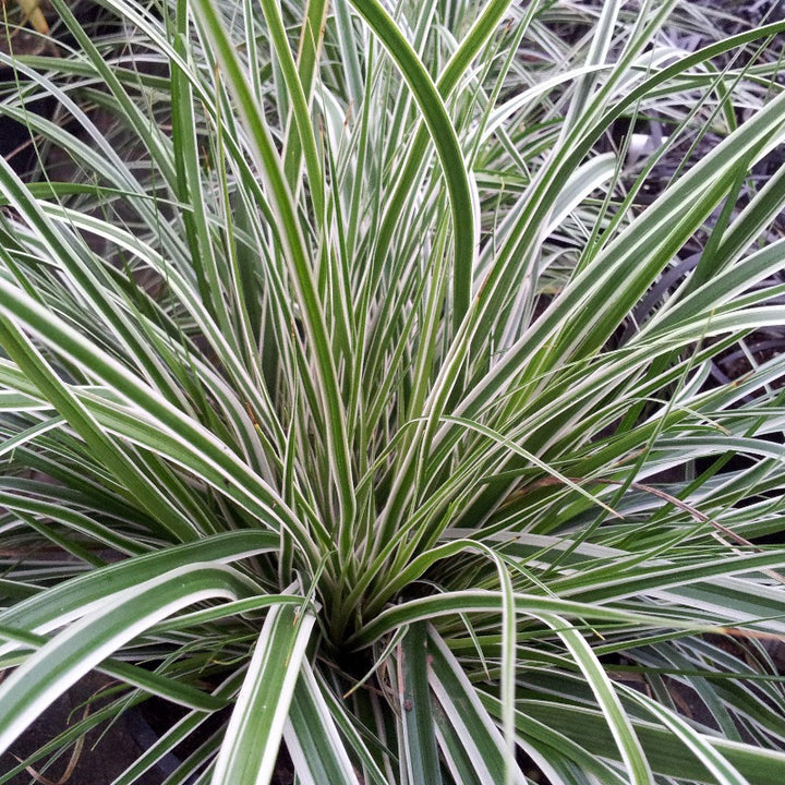 Carex Evercolor® Everest (oshimensis 'CarFit01')