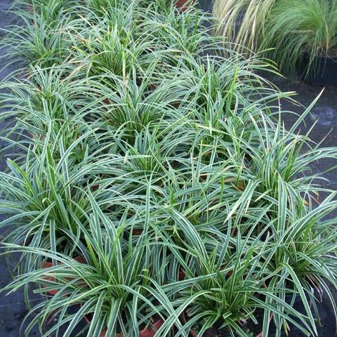 Ice Dance Sedge with green foliage edged in white