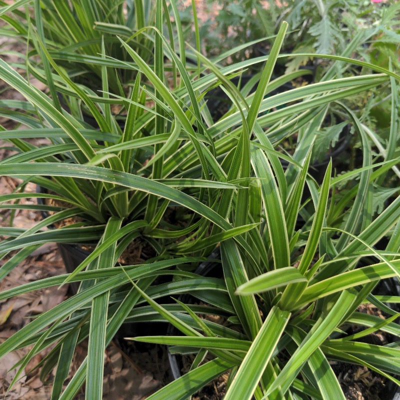 Ice Dance Sedge with green foliage edged in white