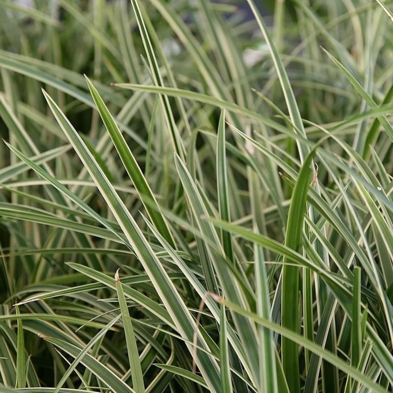 Ice Dance Sedge with green foliage edged in white