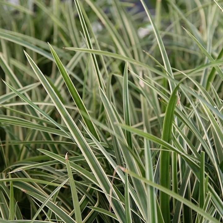 Ice Dance Sedge with green foliage edged in white