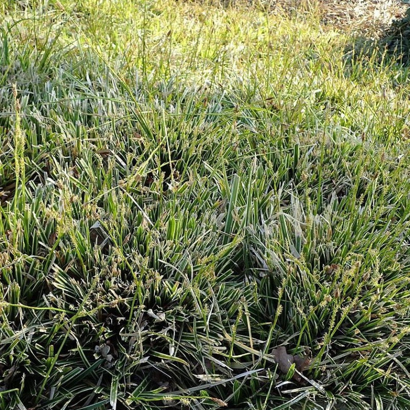 Ice Dance Sedge with green foliage edged in white
