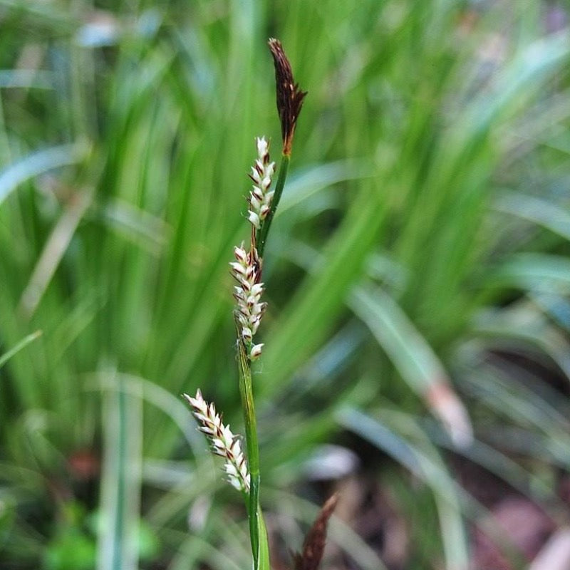 Ice Dance Sedge with green foliage edged in white