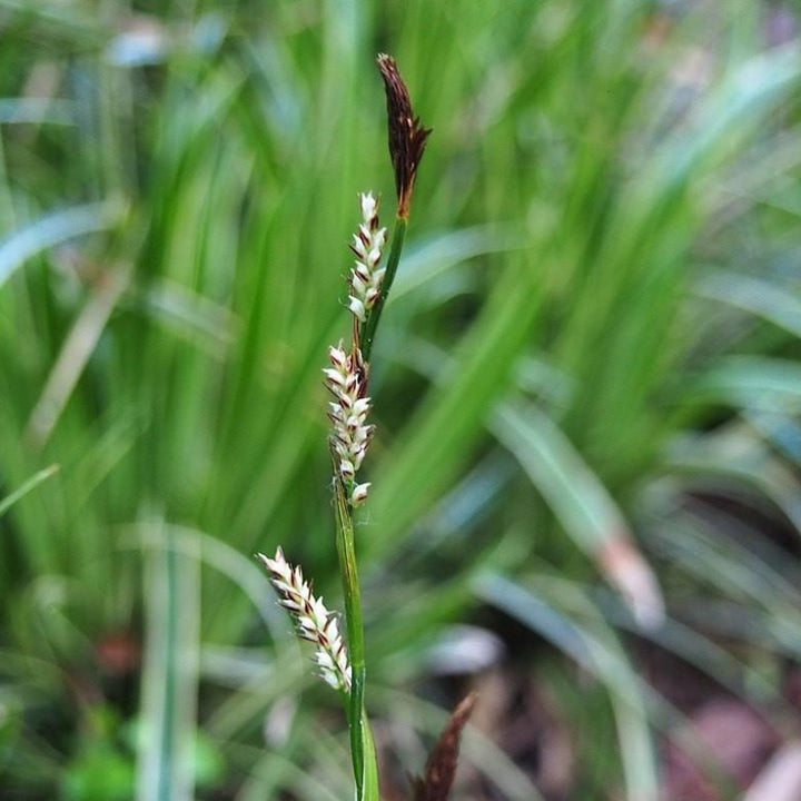 Ice Dance Sedge with green foliage edged in white
