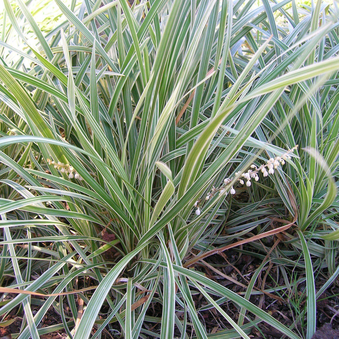 Silver Dragon Liriope with silver edged foliage and pale flowers