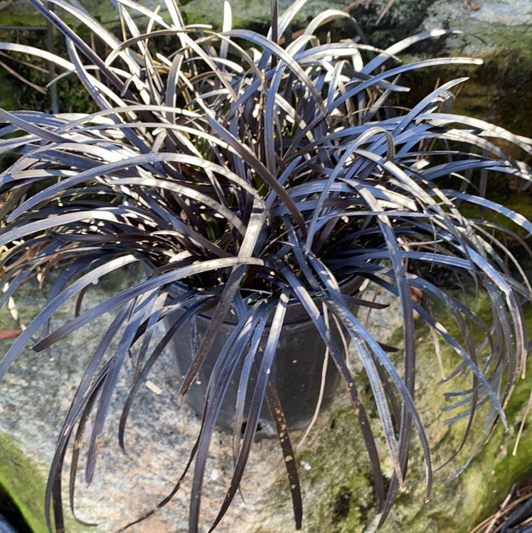 Black Mondo Grass with near black foliage and lavender flowers