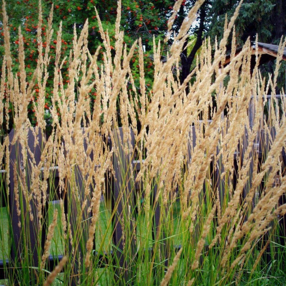 Karl Foerster Feather Reed Grass showing its characteristic foliage and growth habit