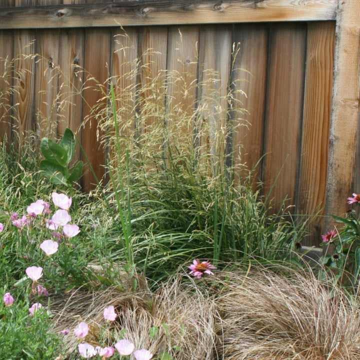 Karl Foerster Feather Reed Grass showing its characteristic foliage and growth habit