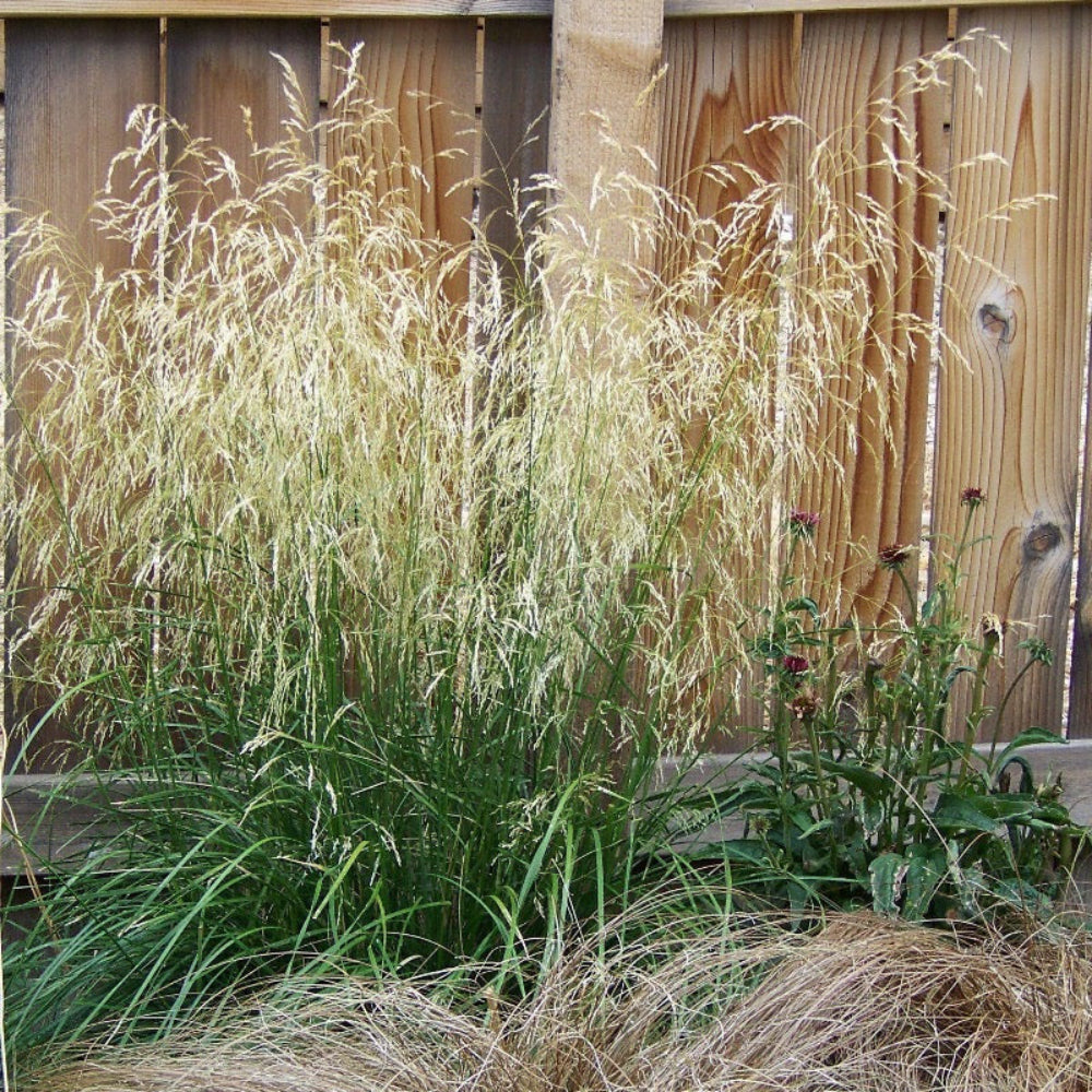 Karl Foerster Feather Reed Grass showing its characteristic foliage and growth habit