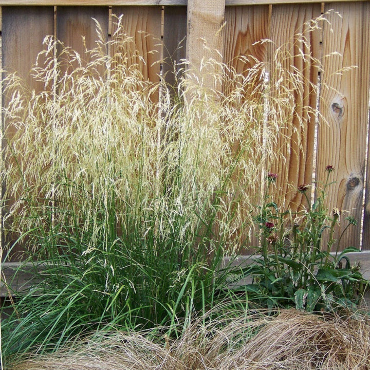 Karl Foerster Feather Reed Grass showing its characteristic foliage and growth habit