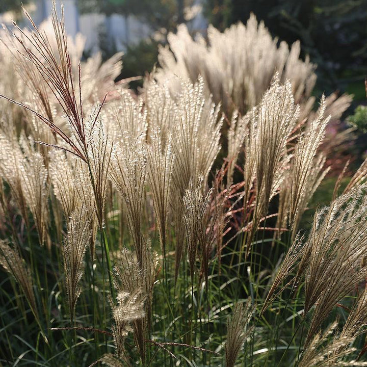 Adagio Maiden Grass with silver green foliage and airy pink plumes