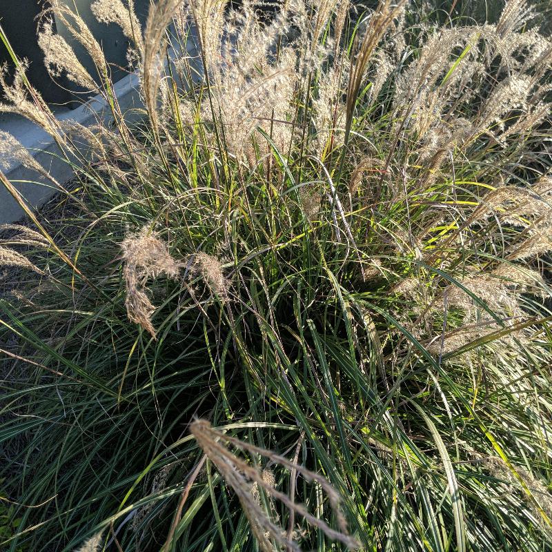 Adagio Maiden Grass with silver green foliage and airy pink plumes