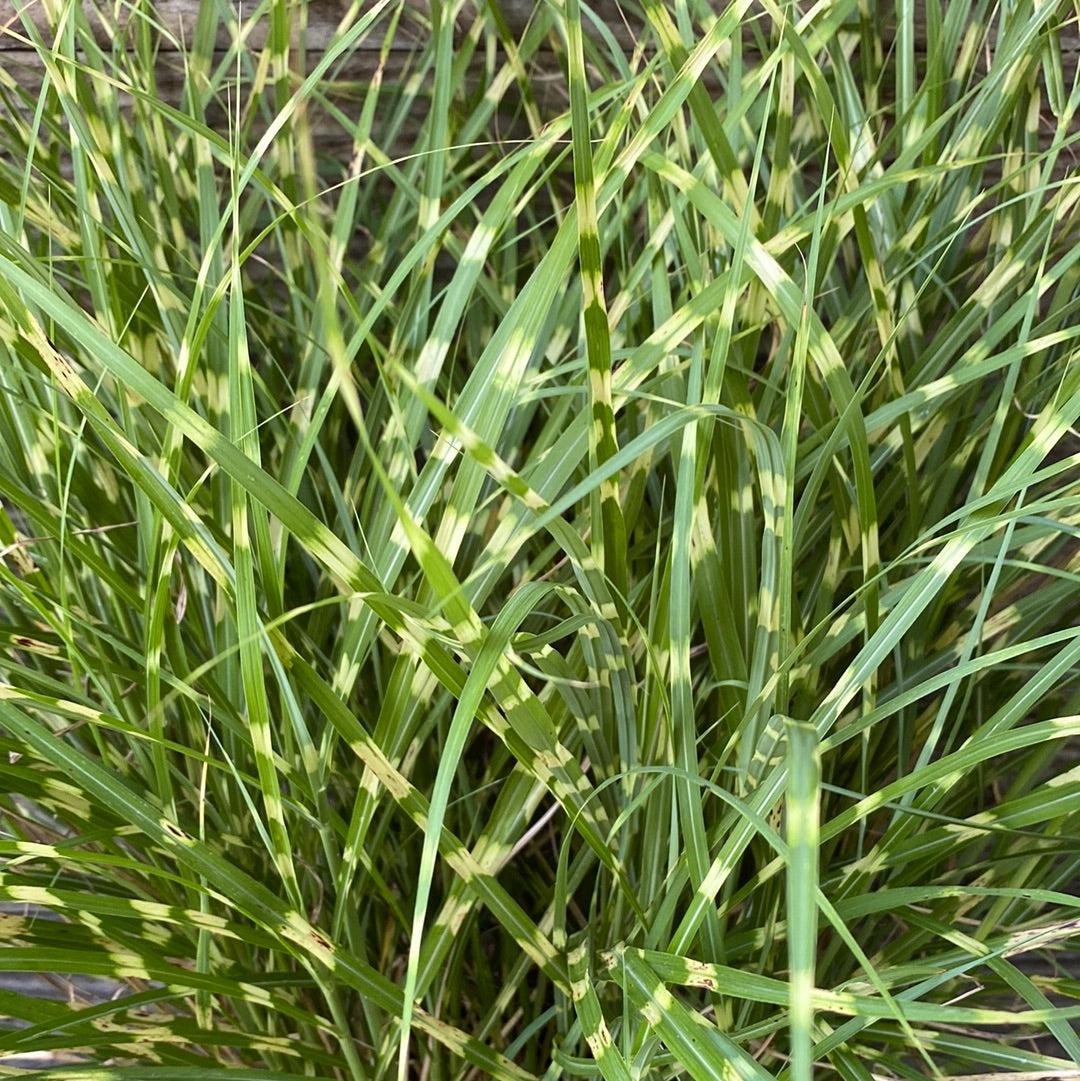 Little Zebra Maiden Grass with yellow banded foliage and silver plumes