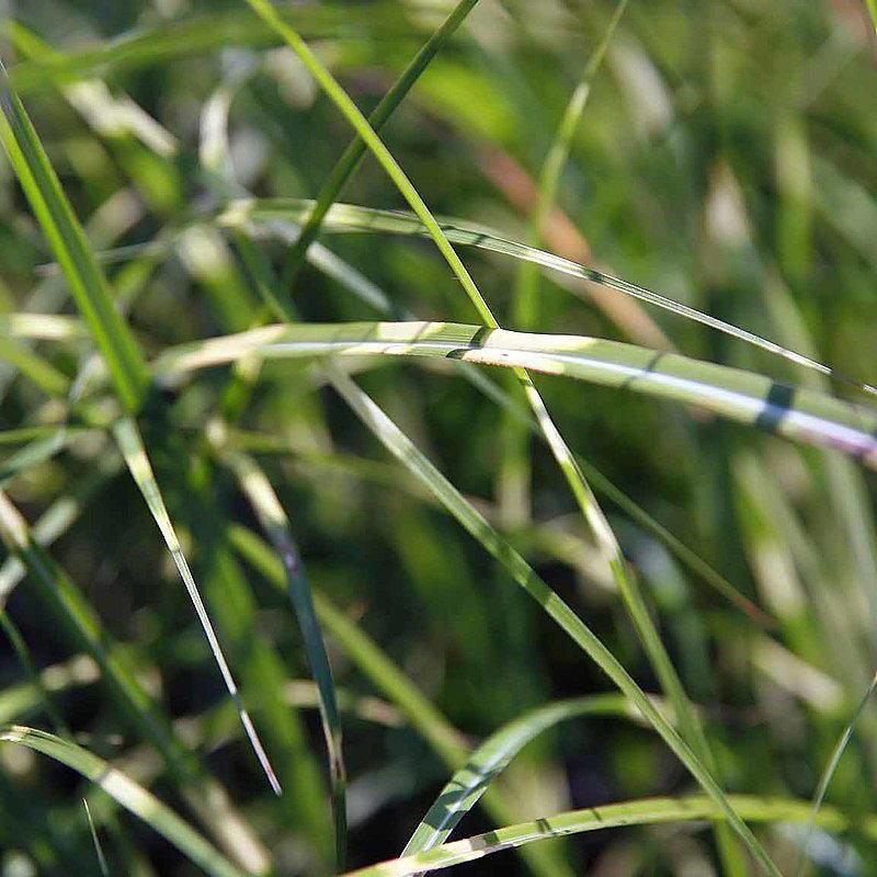Little Zebra Maiden Grass with yellow banded foliage and silver plumes