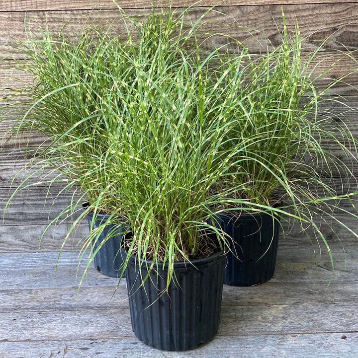 Little Zebra Maiden Grass with yellow banded foliage and silver plumes
