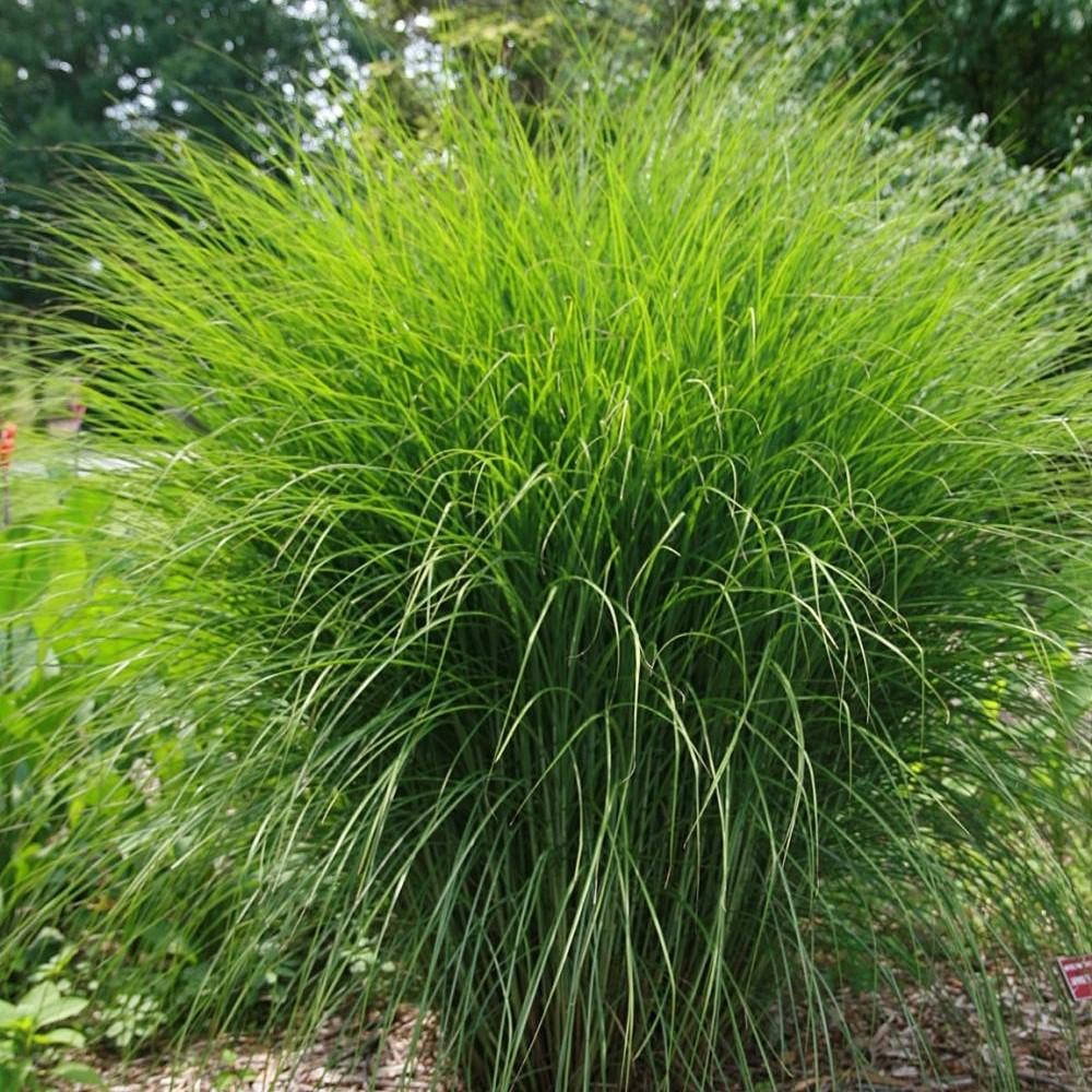 Maiden Grass with fine silver green blades and white plumes