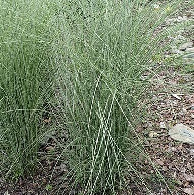 Morning Light Maiden Grass with white edged foliage and copper red plumes